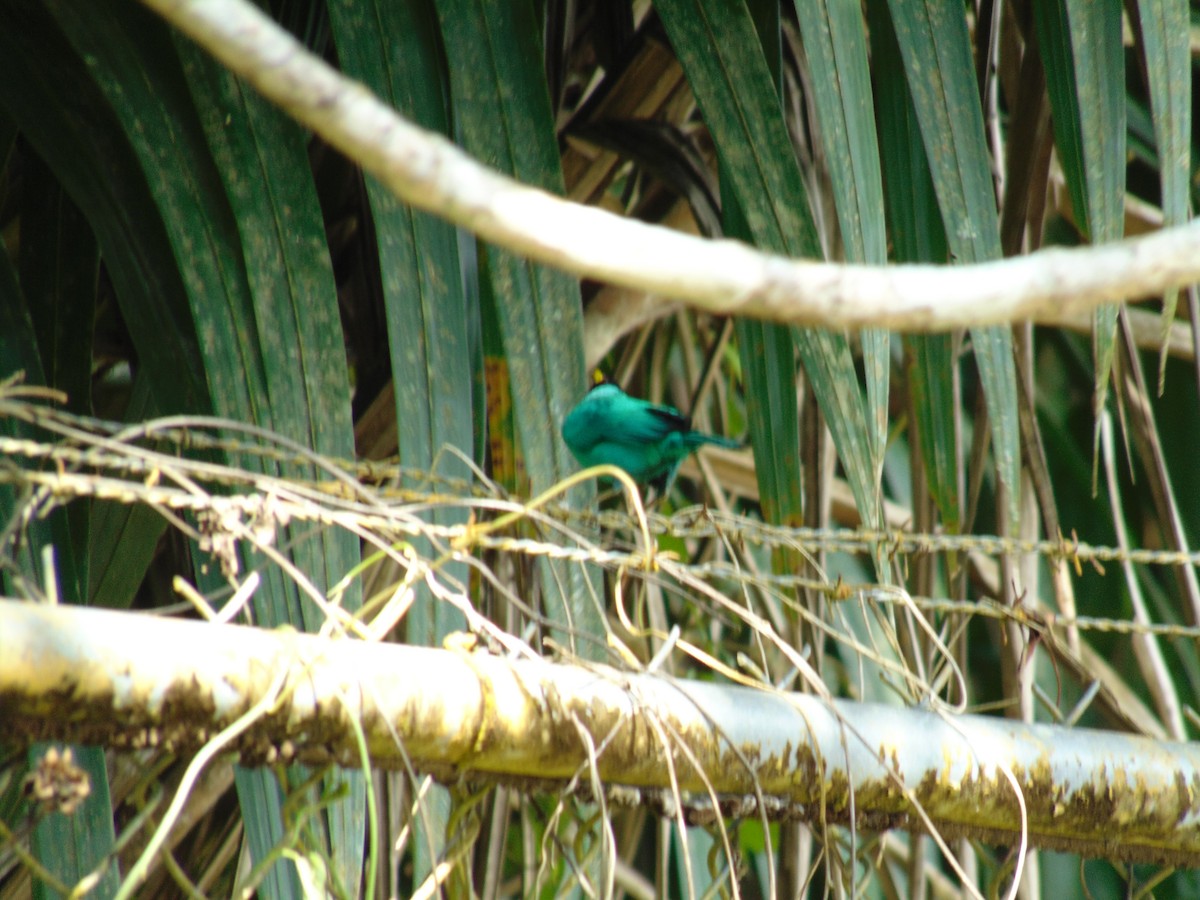 Green Honeycreeper - ML152207161