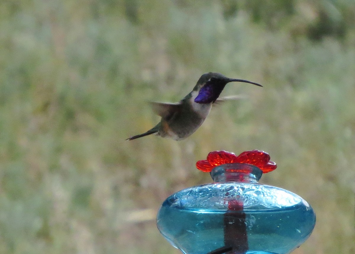 Lucifer Hummingbird - ML152207211