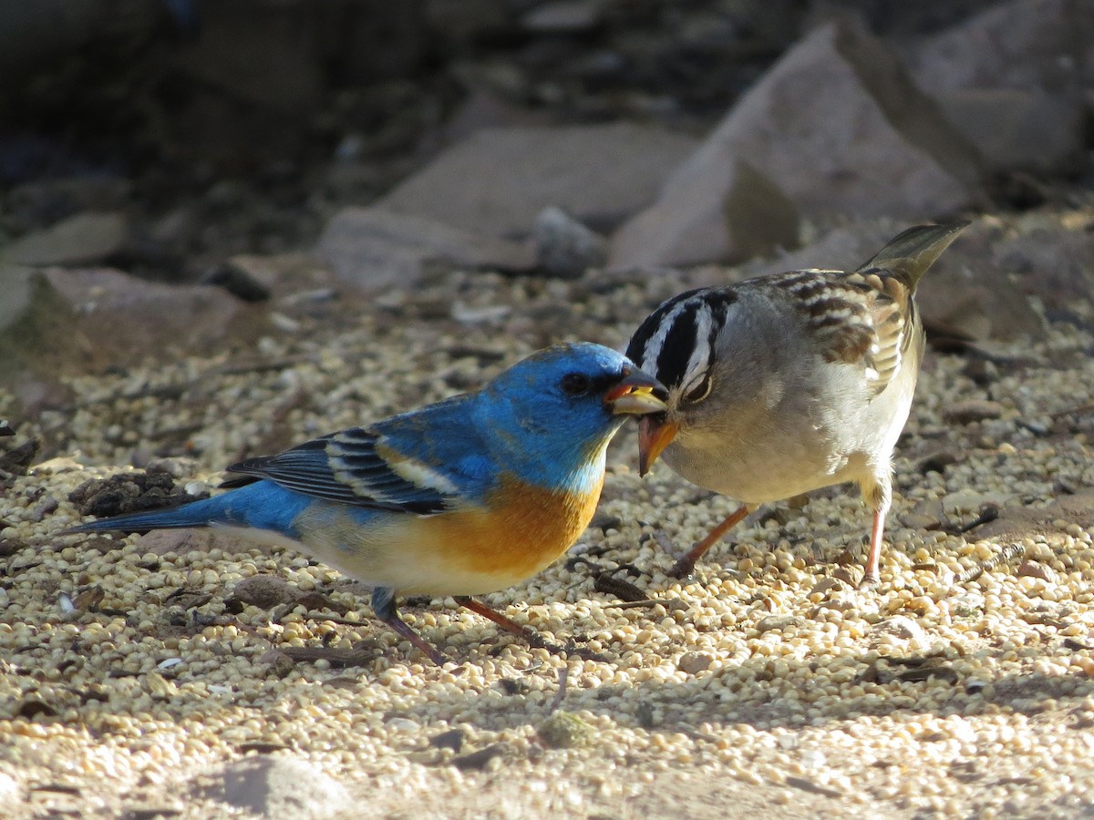 Lazuli Bunting - ML152207401