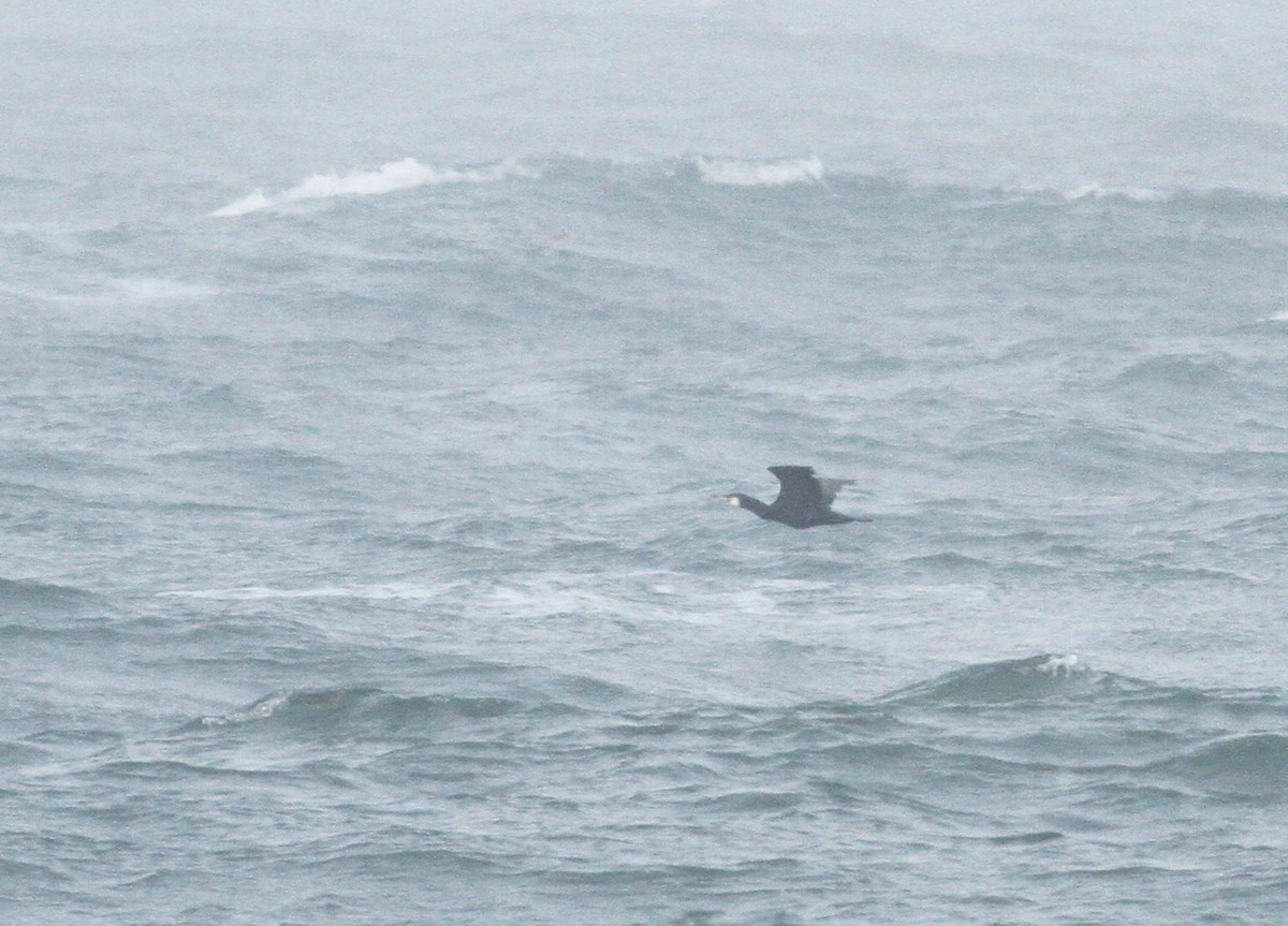 Great Cormorant (North Atlantic) - Andy Eckerson