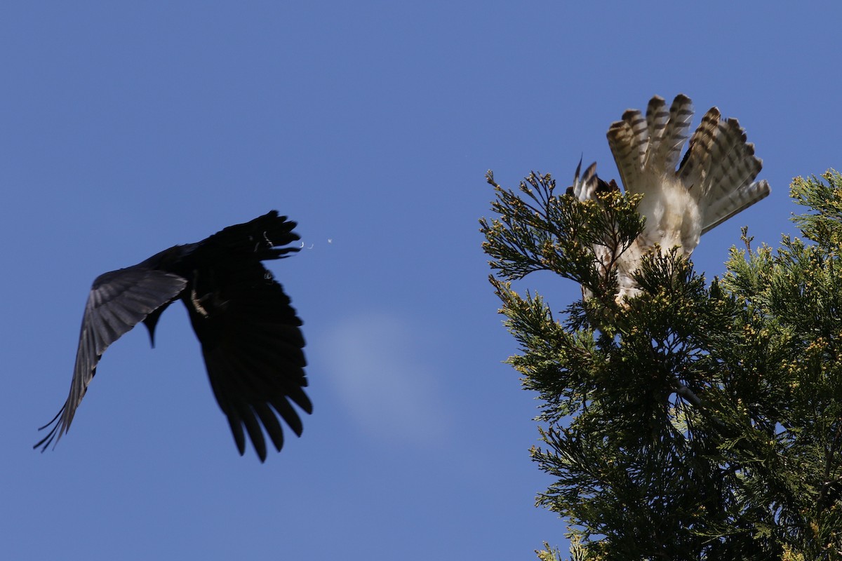 Buse à queue rousse (calurus/alascensis) - ML152208221