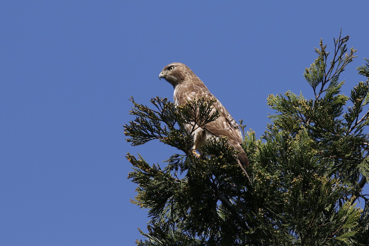 Buse à queue rousse (calurus/alascensis) - ML152208231