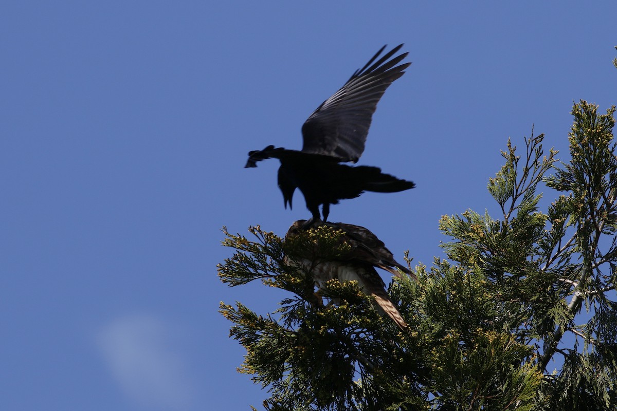 Red-tailed Hawk (calurus/alascensis) - ML152208271