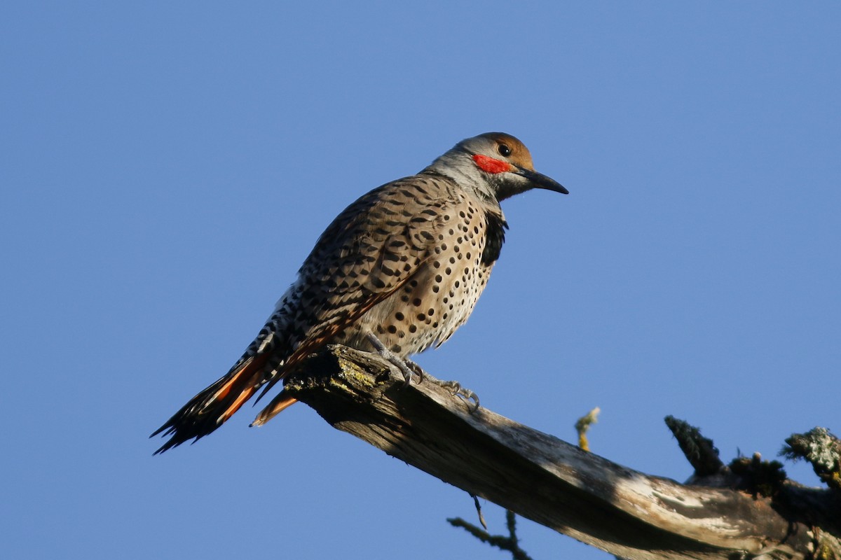 Northern Flicker (Red-shafted) - John C Sullivan