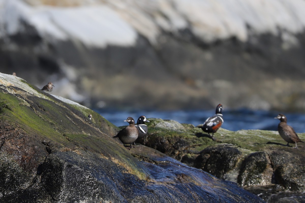 Harlequin Duck - ML152208521