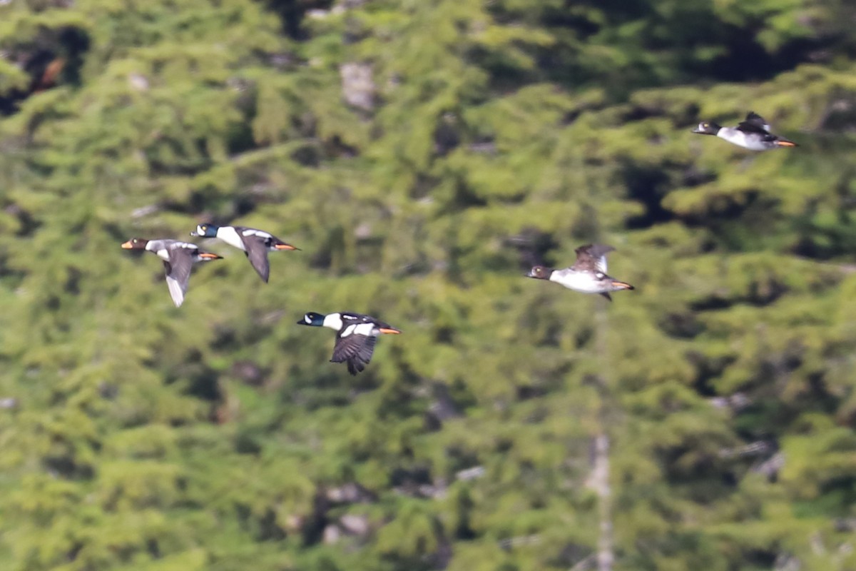 Barrow's Goldeneye - ML152208651