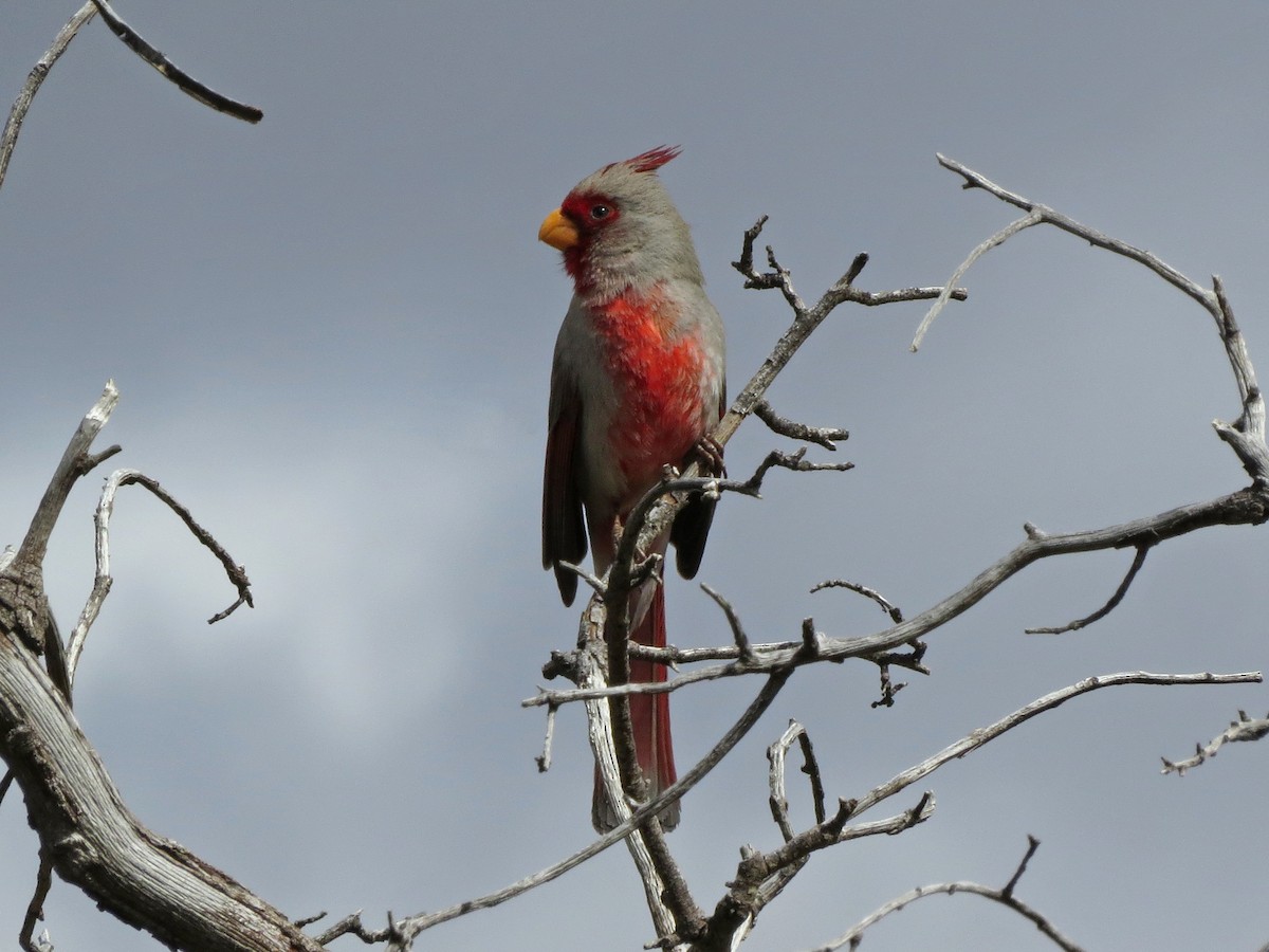 Pyrrhuloxia - ML152208981