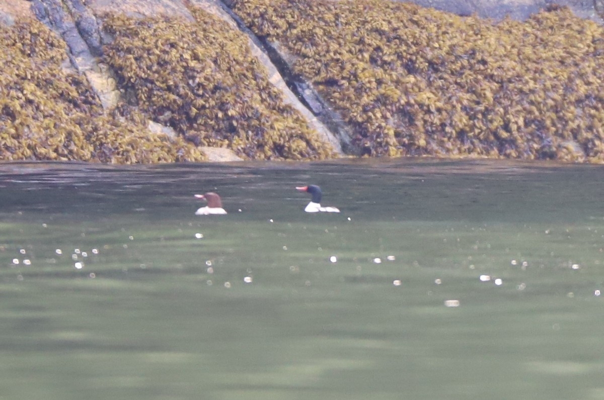 Common Merganser - ML152209001