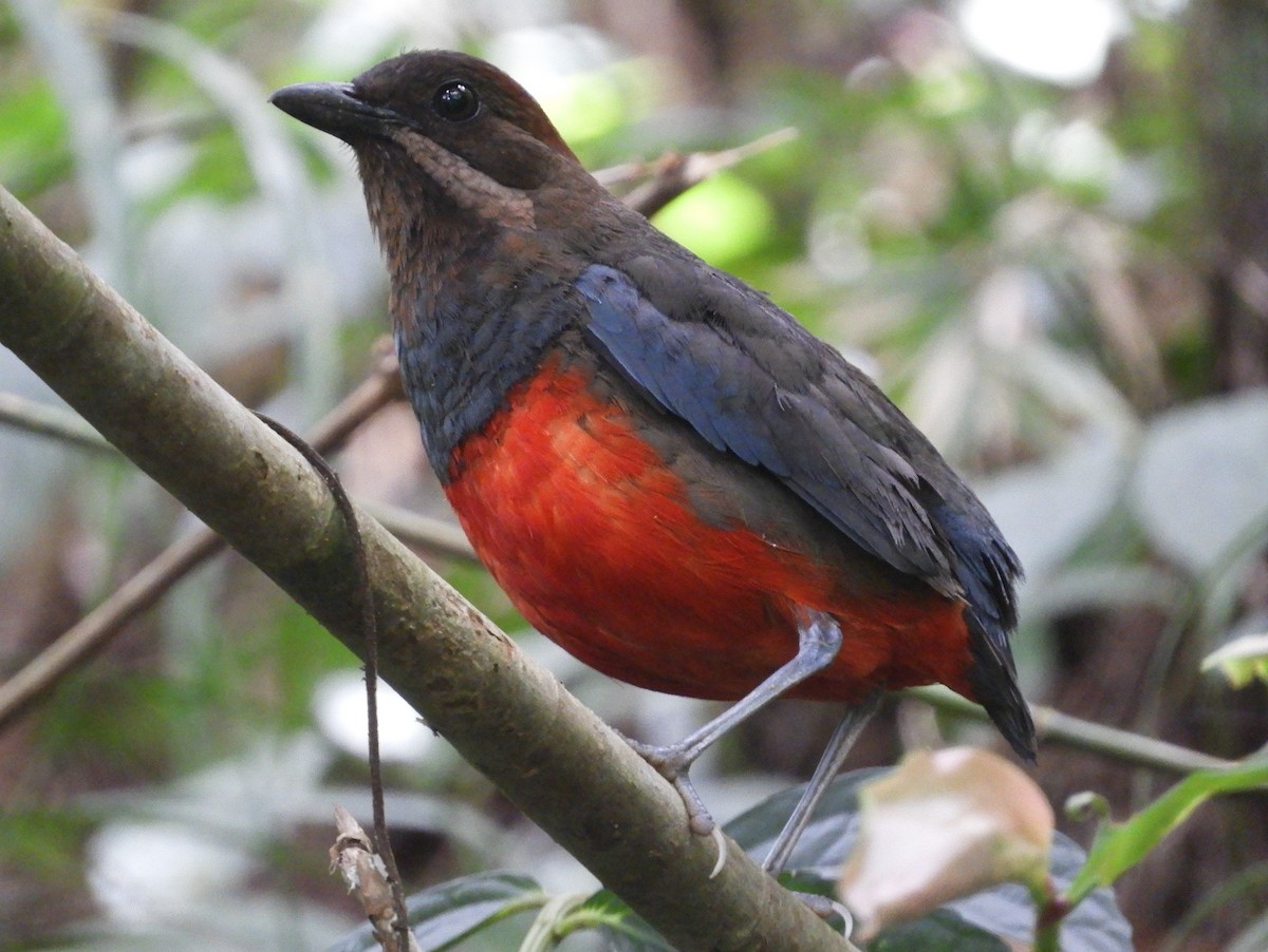 Whiskered Pitta - Catherine McFadden