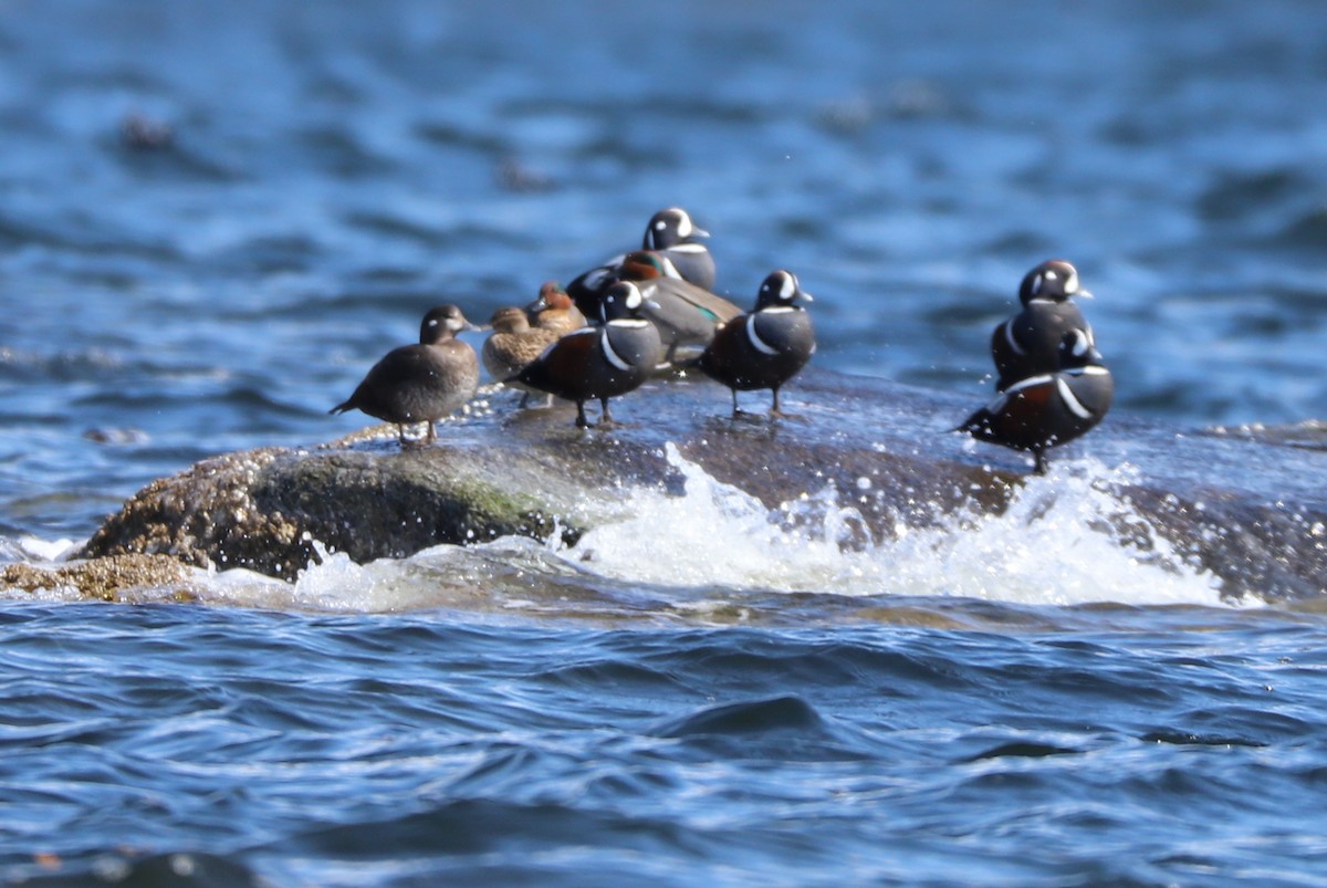 Green-winged Teal - ML152209421