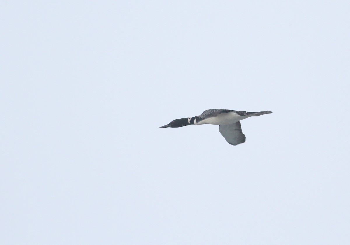 Common Loon - Andy Eckerson