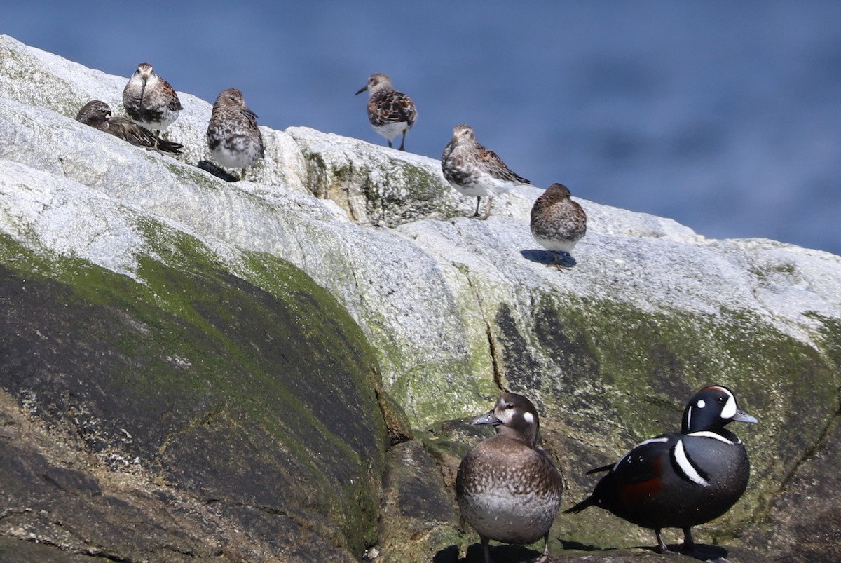 Black Turnstone - ML152209681