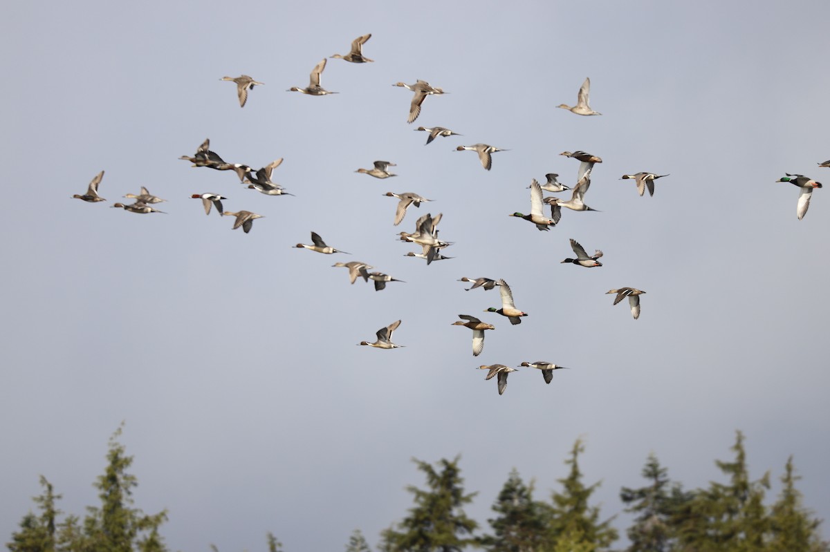 Northern Pintail - ML152211101