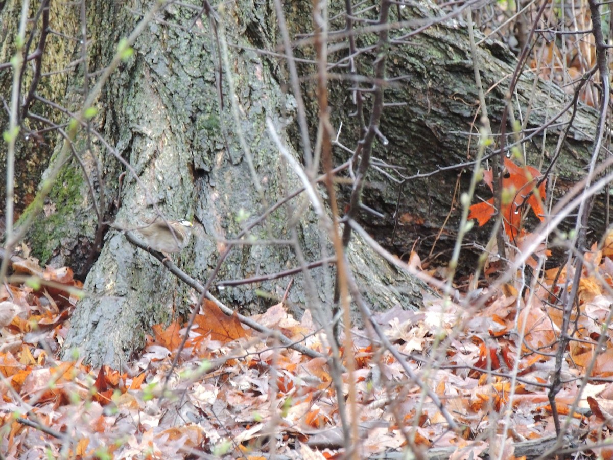 White-throated Sparrow - ML152211821