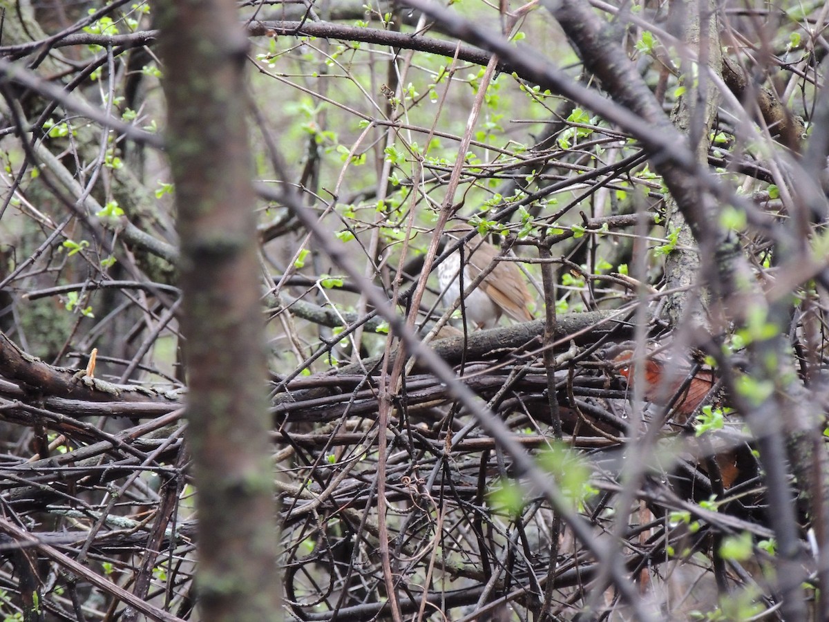 Hermit Thrush - diane ayers