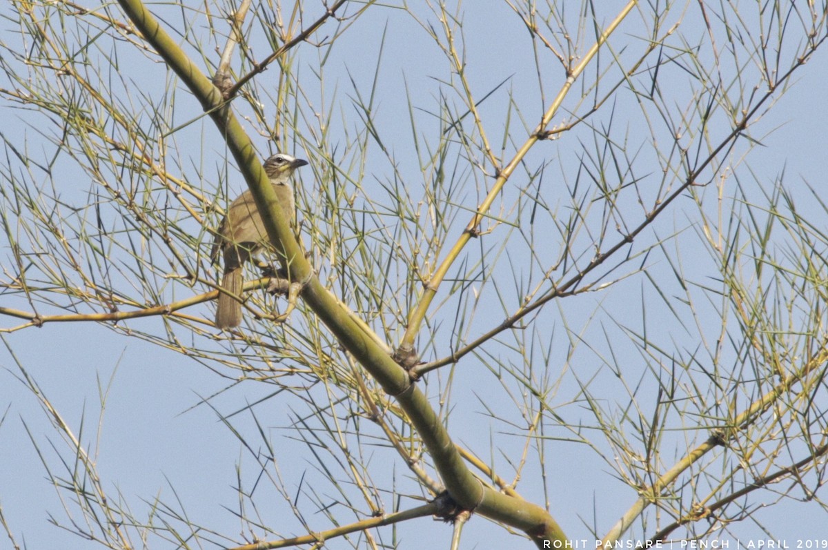 White-browed Bulbul - ML152213521