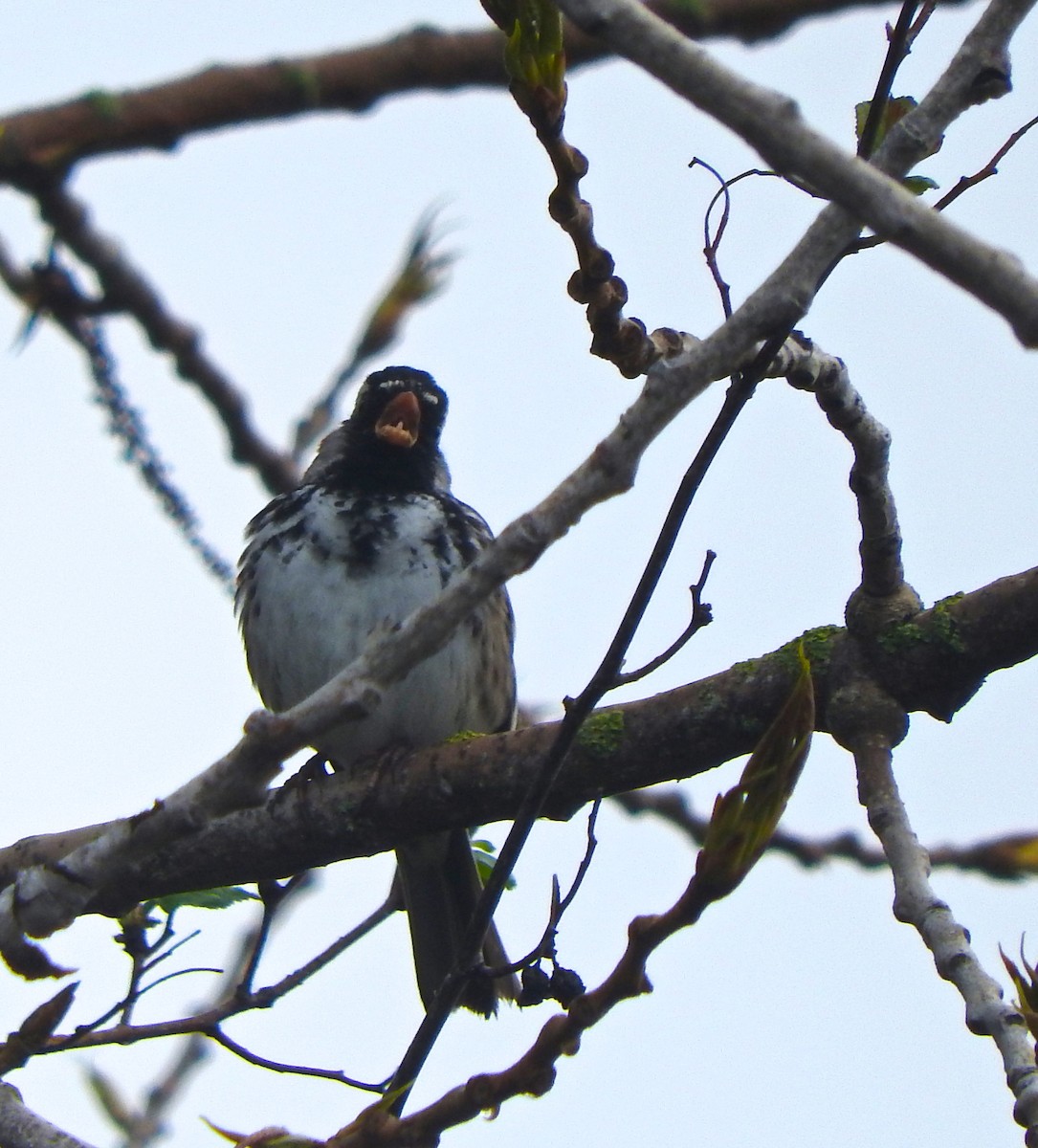 Harris's Sparrow - ML152215171