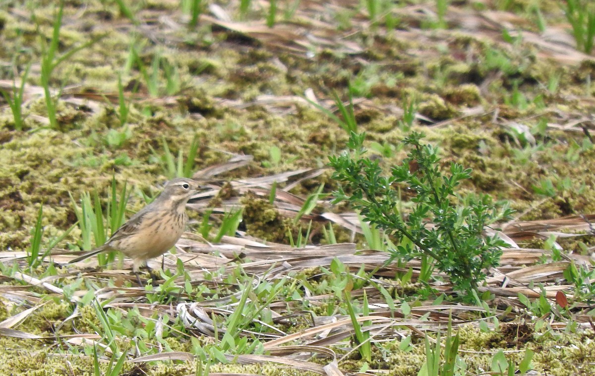 Pipit d'Amérique - ML152215201