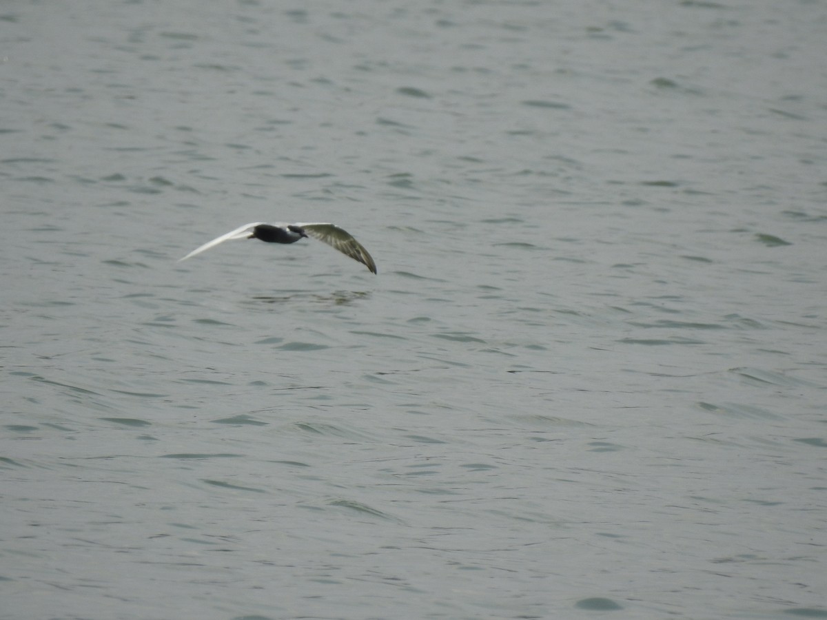 Weißbart-Seeschwalbe - ML152217111