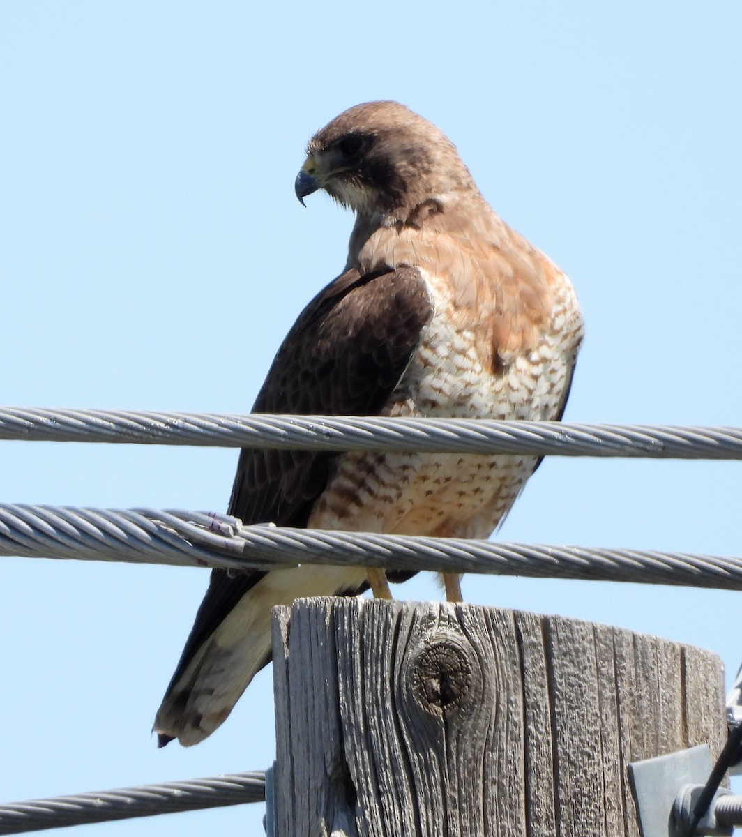 Swainson's Hawk - ML152217791
