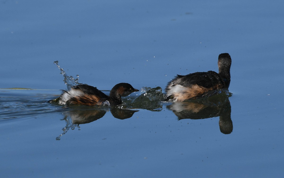 Australasian Grebe - ML152217811