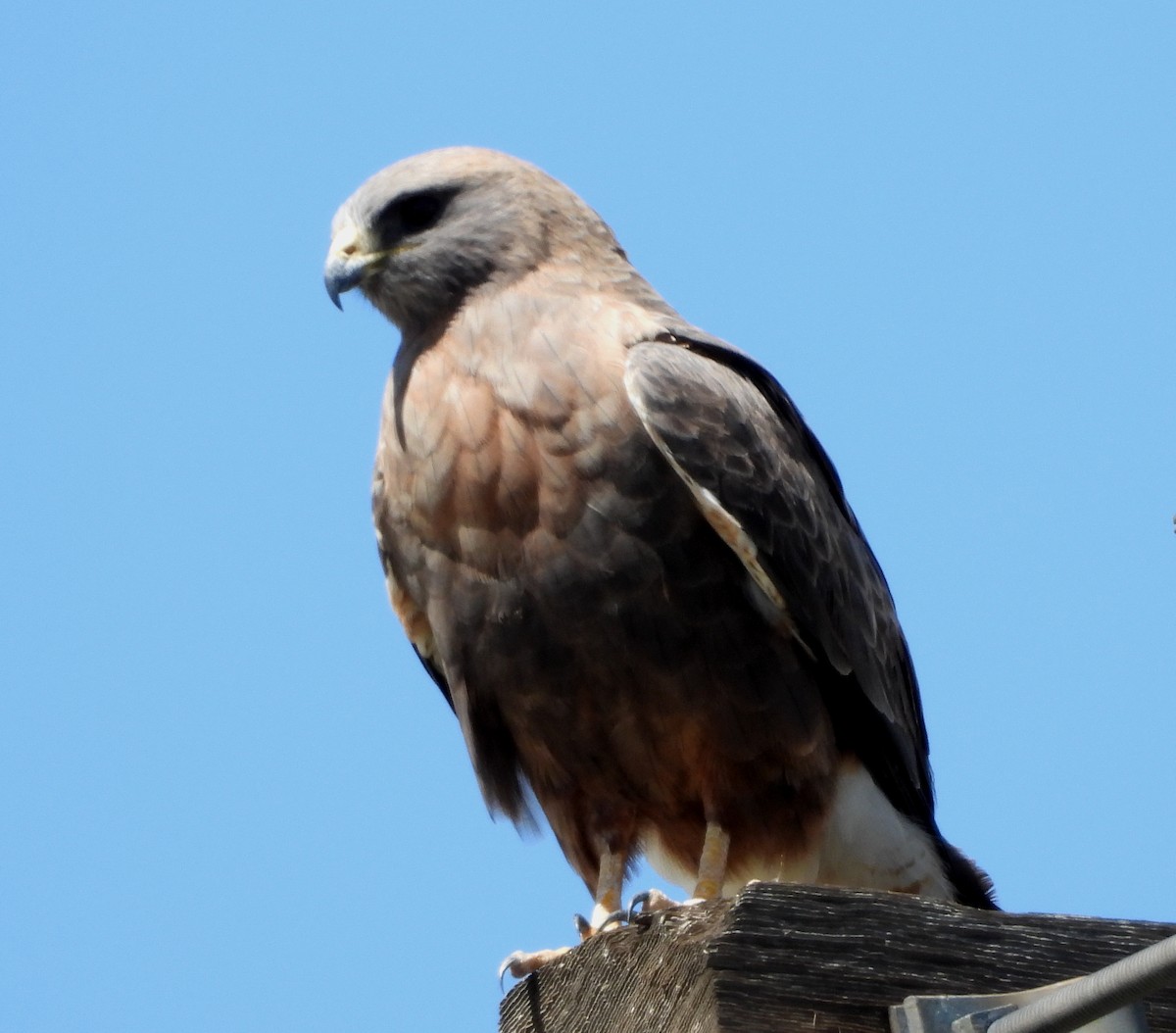 Swainson's Hawk - ML152217841