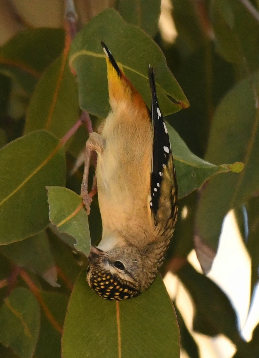 Spotted Pardalote - ML152218161