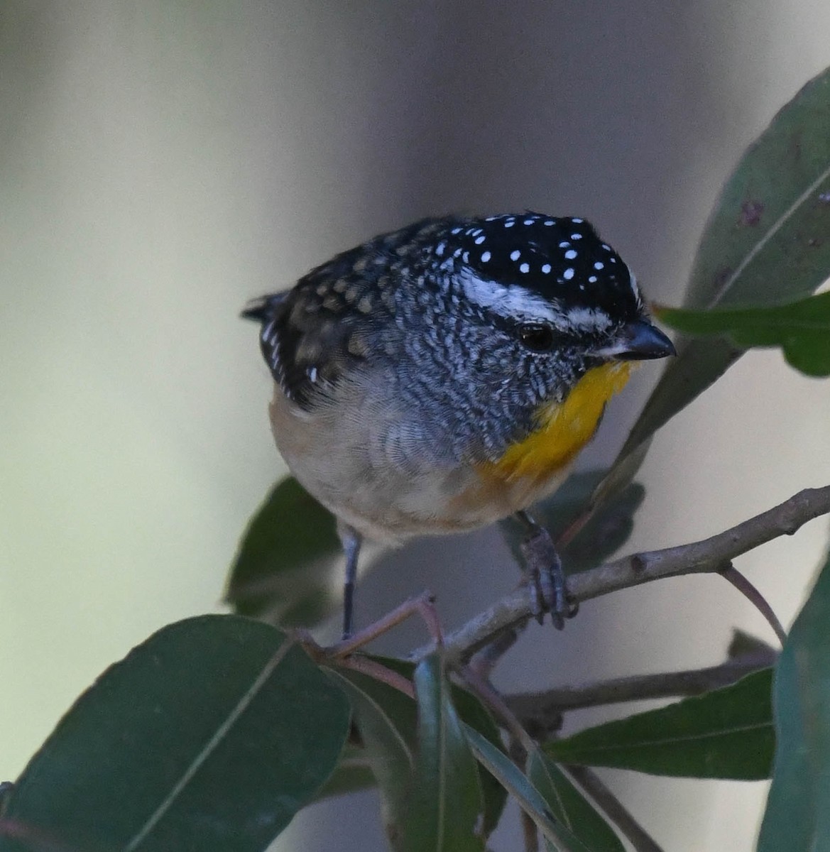 Spotted Pardalote - ML152218171