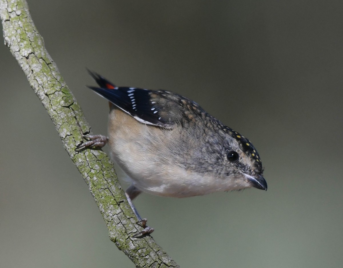 Spotted Pardalote - ML152218191