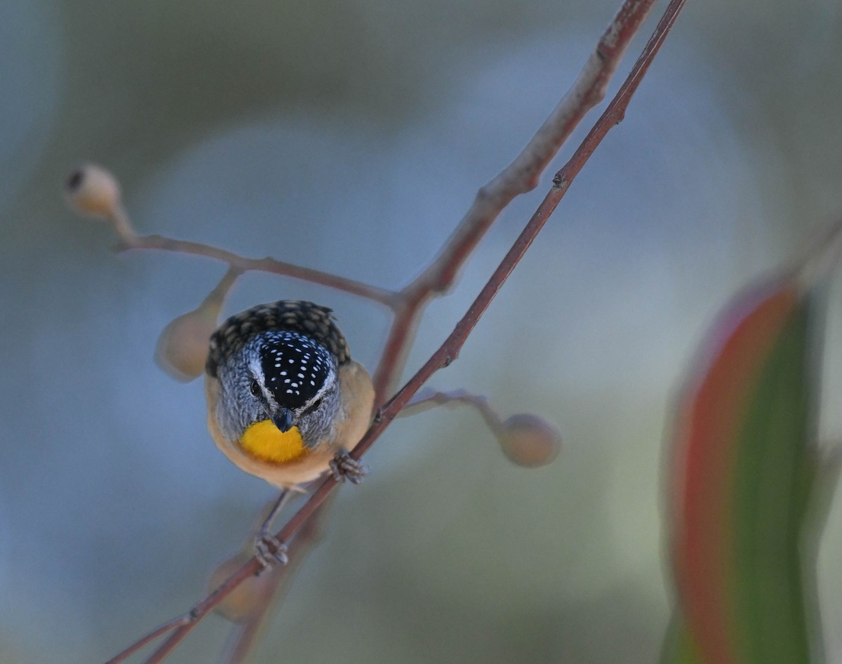 Spotted Pardalote - ML152218211
