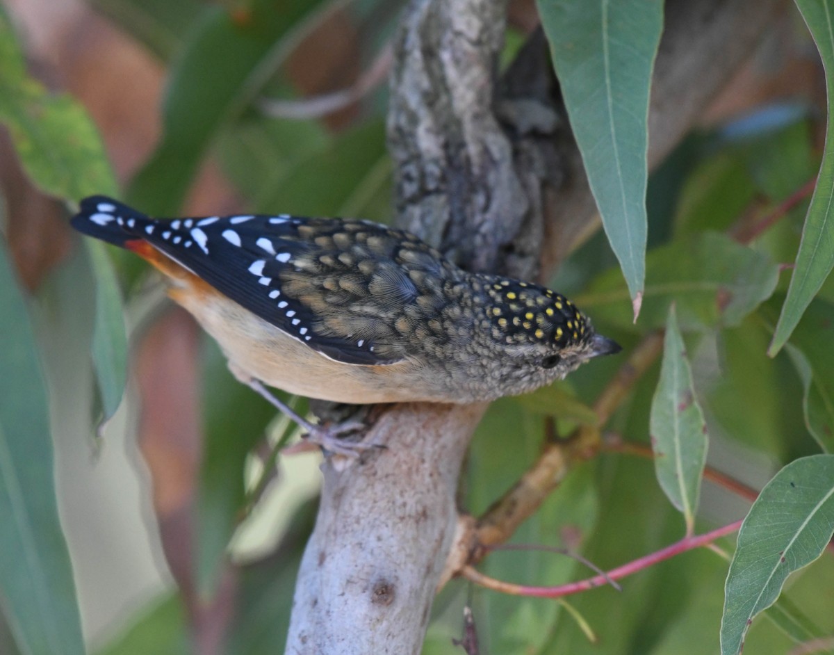 Spotted Pardalote - ML152218221