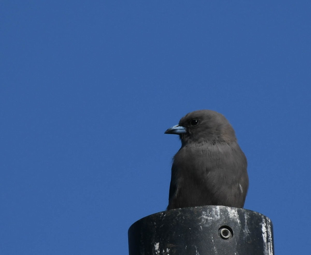 Dusky Woodswallow - ML152218301