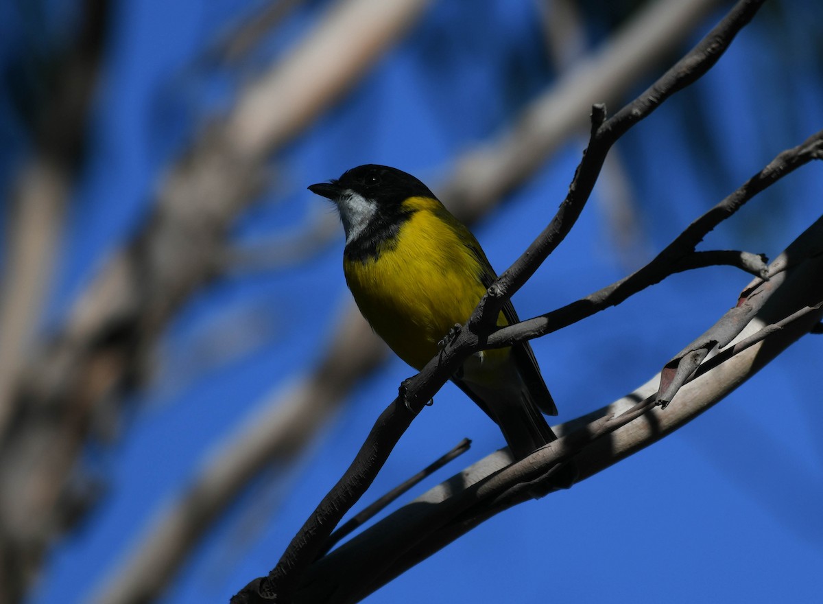 Golden Whistler - ML152218371