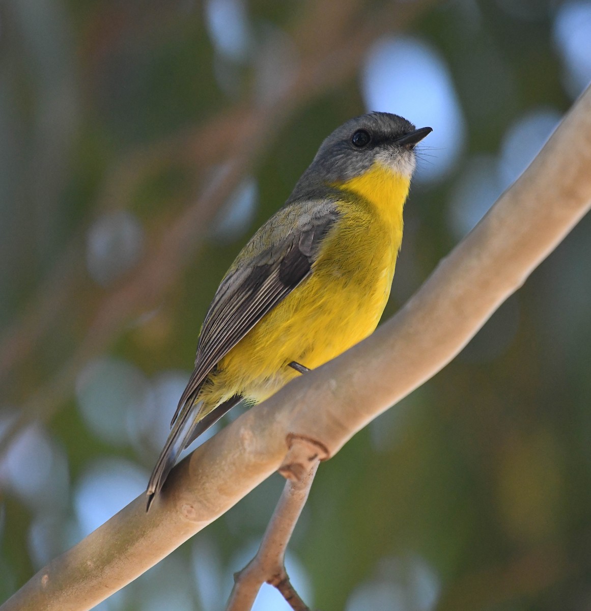 Eastern Yellow Robin - ML152218471