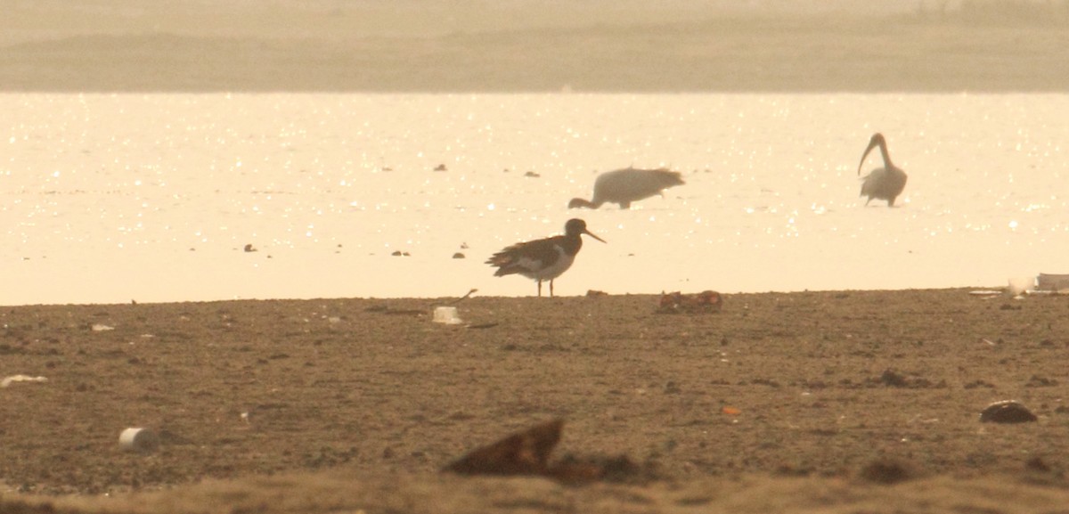 Eurasian Oystercatcher - Madhurima Das