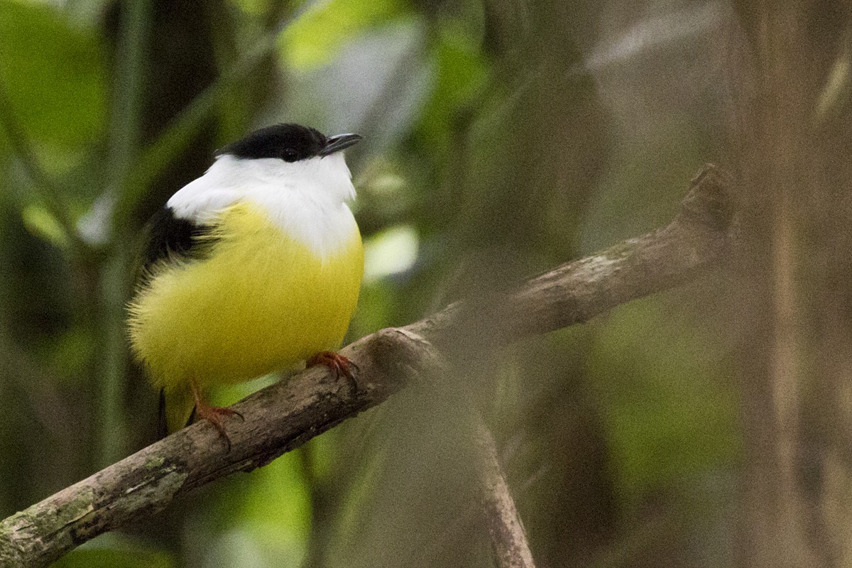 White-collared Manakin - Ernst Mutchnick