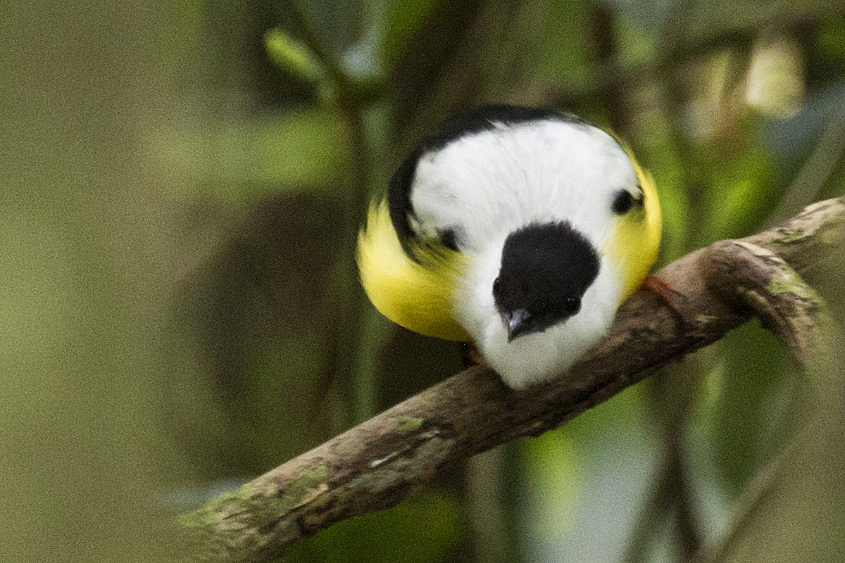 White-collared Manakin - ML152219151