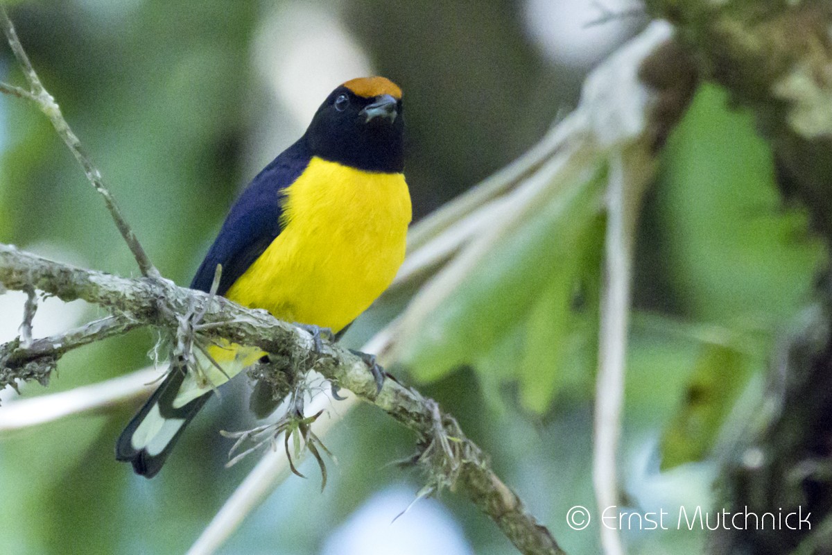 Tawny-capped Euphonia - Ernst Mutchnick