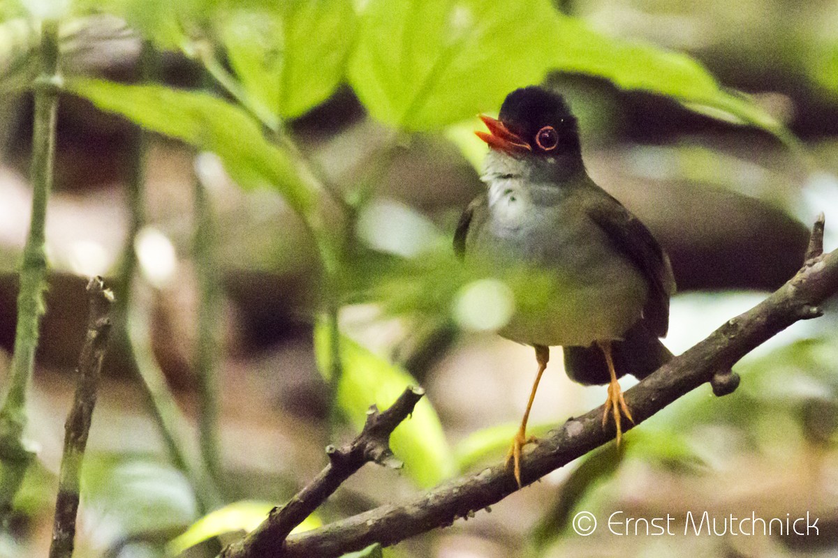 Black-headed Nightingale-Thrush - ML152219261