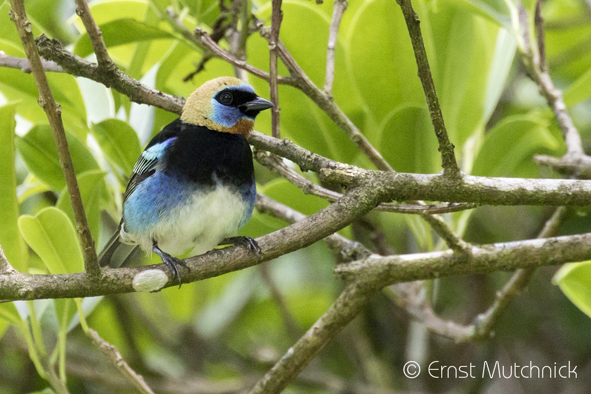 Golden-hooded Tanager - ML152219371