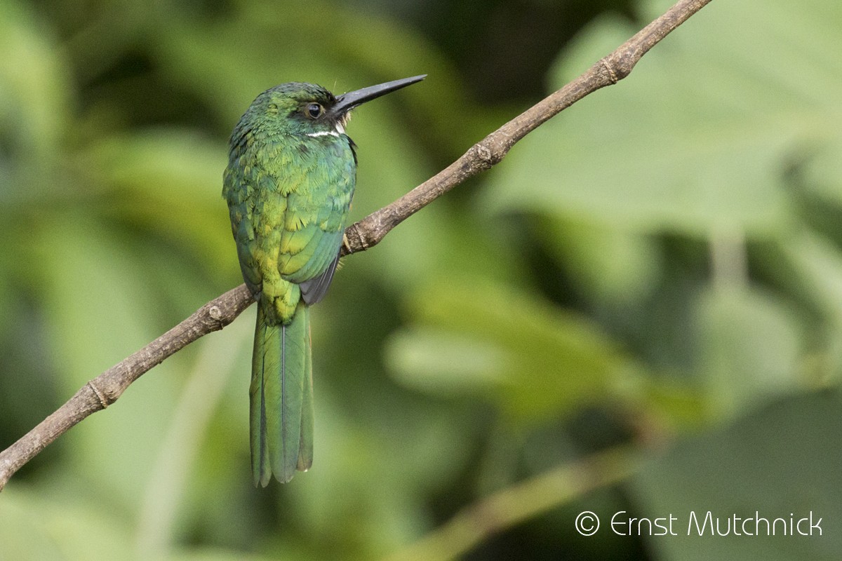 Jacamar à queue rousse - ML152219461