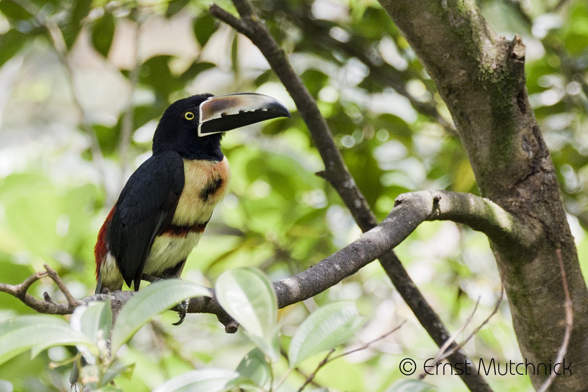 Collared Aracari - ML152219531