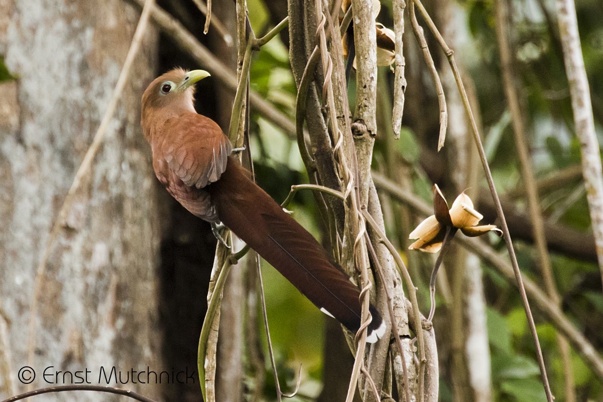 Squirrel Cuckoo - ML152219661