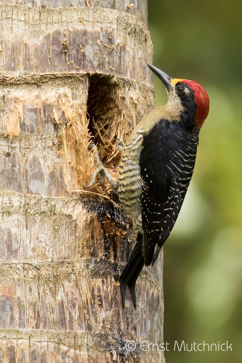 Black-cheeked Woodpecker - Ernst Mutchnick