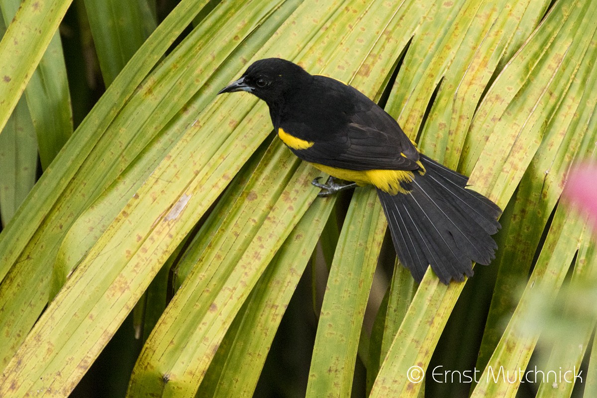 Black-cowled Oriole - ML152219721