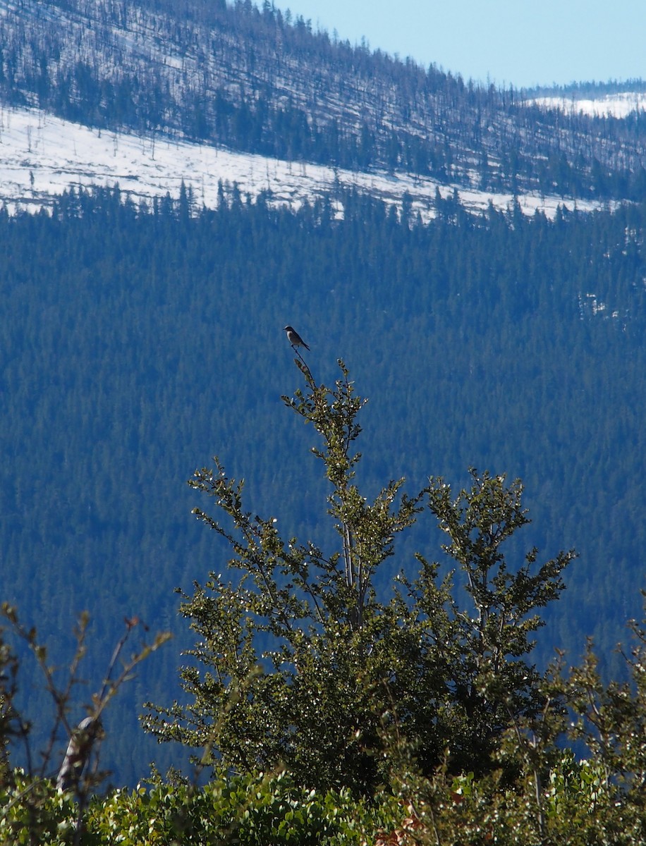 Mountain Bluebird - ML152220511
