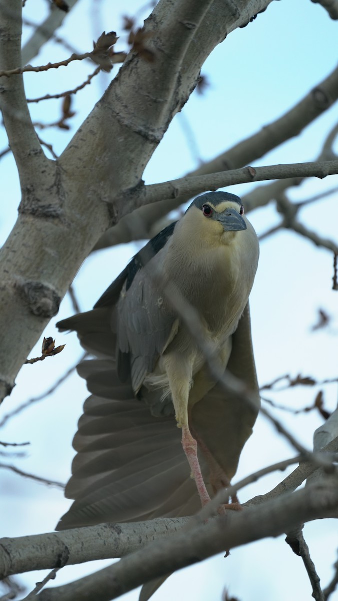 Black-crowned Night Heron - ML152221211