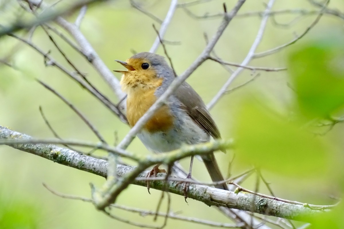 European Robin - David Araque Trejo