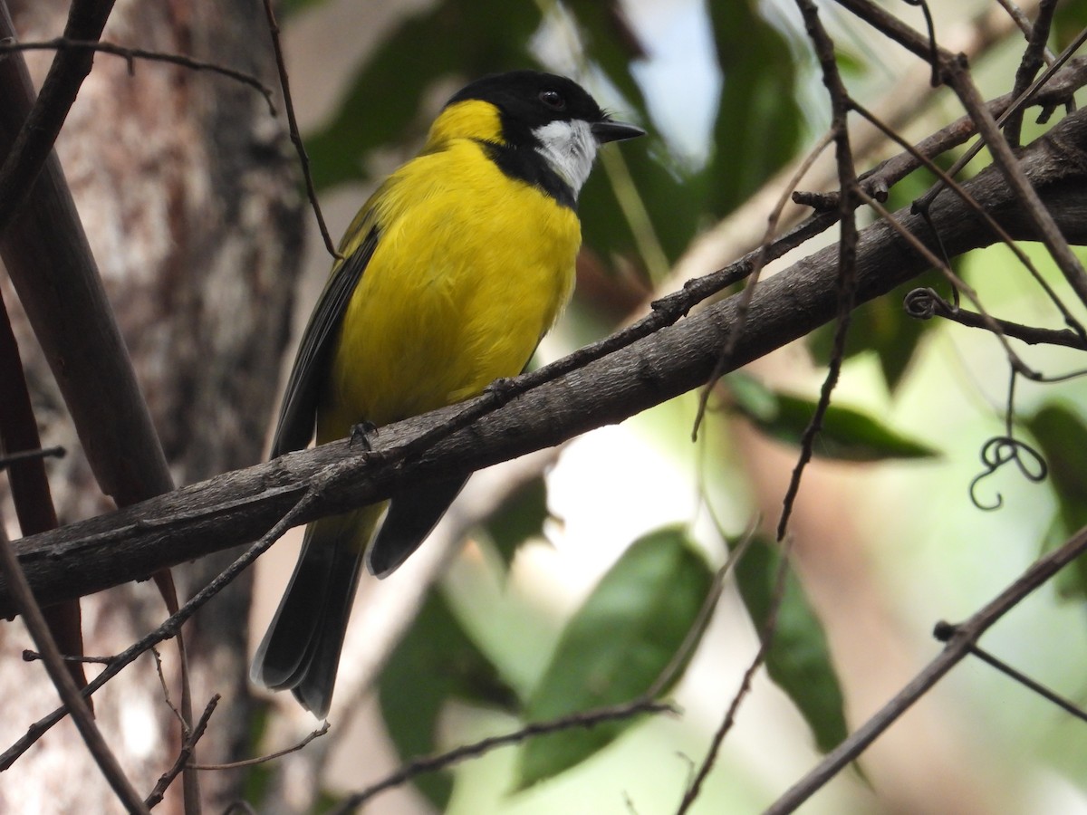Golden Whistler (Eastern) - ML152222731