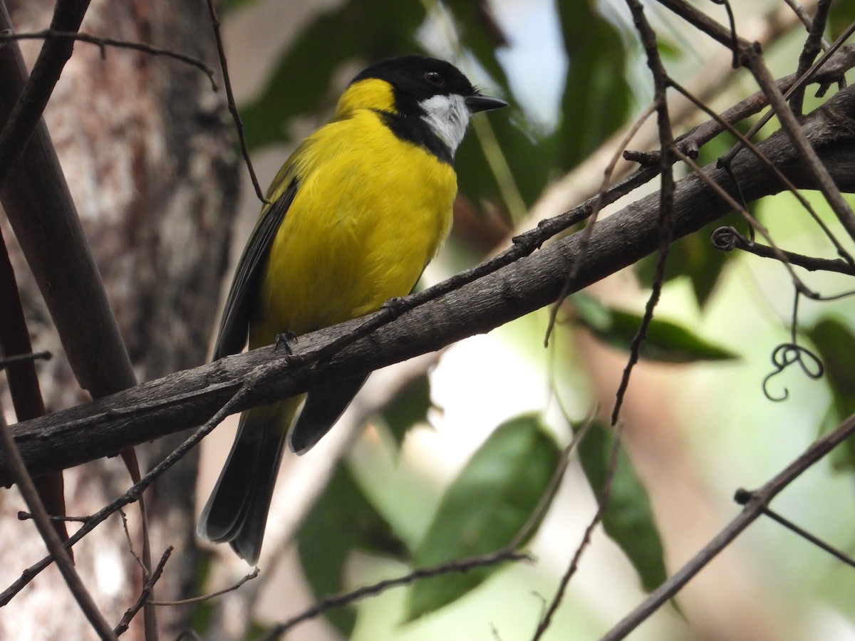 Golden Whistler - ML152222731